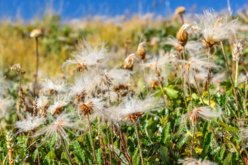 flower mountain white fluffy