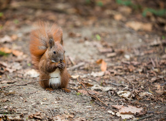 a squirrel sitting on gray ground and eating a nut somewhere in a forest