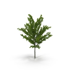 Young Oak Tree Isolated on White 3D Illustration