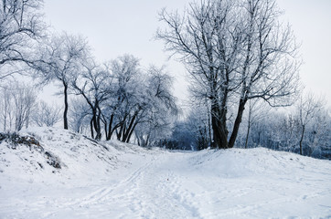 Fototapeta na wymiar Winter morning. Trees in snow