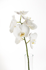 Fototapeta na wymiar Orchidée Phalaenopsis blanche