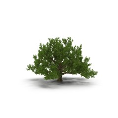 Old Oak Tree Isolated on White 3D Illustration