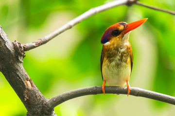 Black-Backed Kingfisher Bird