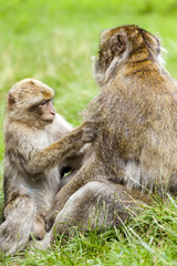 Young Barbary Macaque  (Macaca sylvanus) grooming adult male.