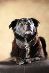 liegender Australian Shepherd im Studio