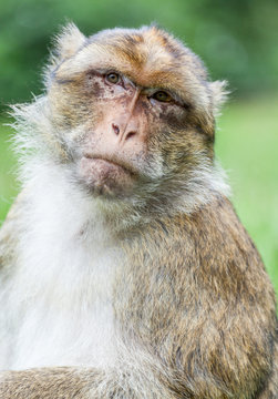 Barbary Macaque  (Sylvanus)