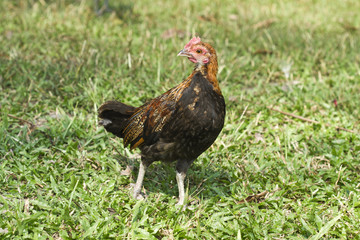 Chicken,Bantam,Red junglefowl (Gallus gallus)