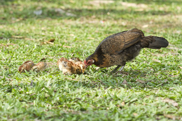 Chicken,Bantam,Red junglefowl (Gallus gallus)