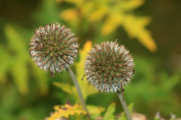 Drüsenlose Kugeldistel (Echinops exaltatus)