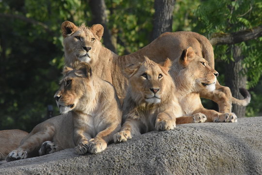 Famille de lions au soleil
