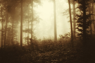 sunrise light in misty forest