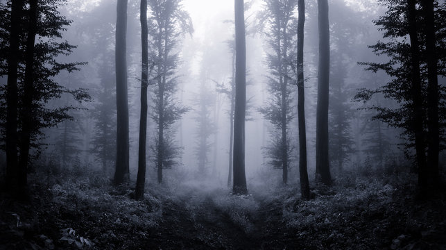 dark forest at twilight
