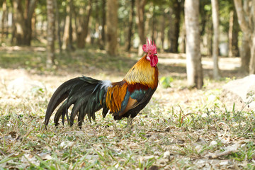 Chicken,Bantam,Red junglefowl (Gallus gallus)