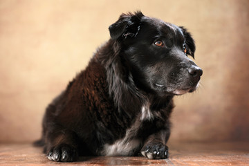 Fototapeta premium liegender Australian Shepherd im Studio