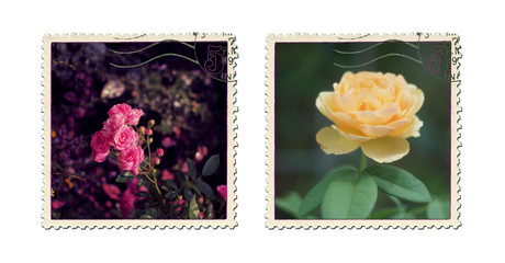 Stamps  Rose
