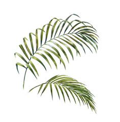 watercolor painting of coconut palm leaves isolated on white background