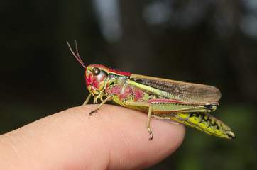 Mountain red and green grasshopper walking on a finger
