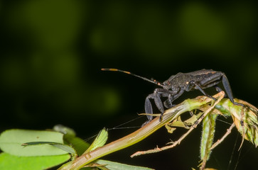 Coreidae, Leaf Footed Bug
