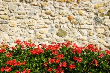Red flowers and stone wall in background