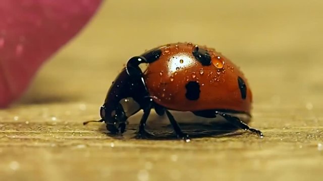 Ladybug drinking water