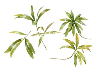 watercolor painting of leaves on white background