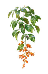 watercolor painting of leaves and flower, on white background