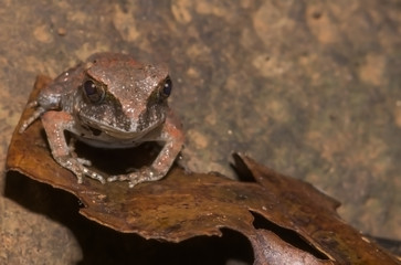 A Baby Frog