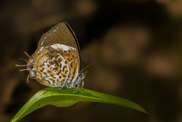 Monkey Puzzle Butterfly perched on a green leaf