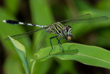 Dragonfly with its prey
