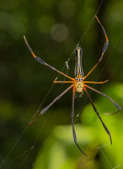 Giant wood spider