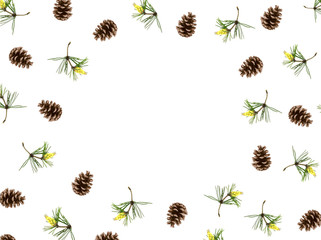 Frame from cones and pine branches isolated on white background. flat lay, top view.