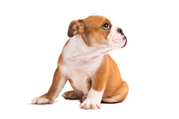 Cute puppy - english bulldog puppy