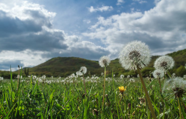 Field of dandelions