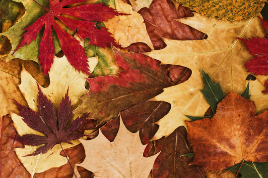 Autumn leaves background. / Autumn leaves background. 