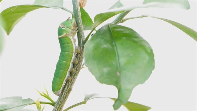 The caterpillars or larvae of the butterfly hold still on twig