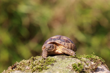 Breitrandschildkröte, Testudo marginata
