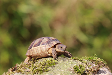 Breitrandschildkröte, Testudo marginata