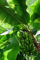 バナナの木