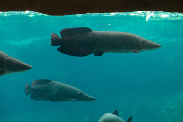 Fototapeta premium Arapaima (Sudis gigas).