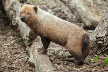 Bush dog (Speothos venaticus).