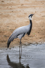 Demoiselle crane (Anthropoides virgo).