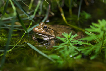 Marsh frog (Pelophylax ridibundus).
