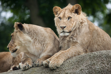 Lioness and juvenile male lion (Panthera leo).