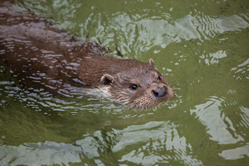 Eurasian otter.