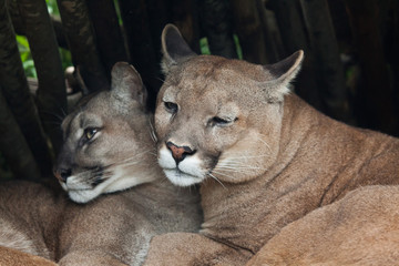 Chilean cougar (Puma concolor).
