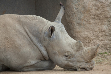 Fototapeta premium White rhinoceros (Ceratotherium simum).