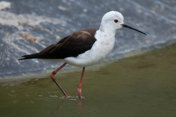 Black-winged stilt (Himantopus himantopus).