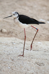 Black-winged stilt (Himantopus himantopus).