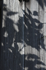 shadow of plants on wooden background