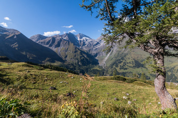 Fototapeta premium Großglockner im Sommer, Baum Wiese und Berge